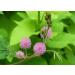 SAFLAX - Echte Mimose - 70 Samen - Mimosa pudica - Buy Online on GoSupps.com