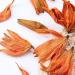 LWXLJMJZC-Lily Dried Lily Herbal Tea -Blooming Flower Tea 1.75oz/50g 50g Lily Flower Tea - Buy Online on GoSupps.com