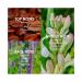 Petal Reverie/Muse Eau de Parfum 100ml Floral Fruity/Oriental Vanilla Notes Long-lasting Fragrance for Men and Women (gold) - Buy Online on GoSupps.com