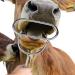 Cattle Dilator Smooth Edge Head Design Animals Dilator Cattle Animals for Home Horses - Buy Online on GoSupps.com
