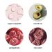 Buy Elite Rejuvenating Cream 2oz - All Natural Organic Face Moisturizer with Copper Peptides & Vitamin C | Anti-Aging & Nourishing | Vegan Formula - Shop Internationally - Buy Online on GoSupps.com