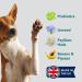 The Healthy Dog Co Probiotic Powder for Dogs - Digestive Enzymes & Fibre Supplement - 140g - Buy Online on GoSupps.com