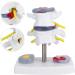 Anatomical Lumbar Intervertebral Disc Model - Spine Demonstration for Training & Education | International Shipping Available - Buy Online on GoSupps.com