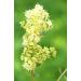 Khadi Light Brown Plant Hair Color - Natural Vegan & 100% Vegetable | Warm Deer Brown with Reddish Reflexes | 100g Pack - Buy Online on GoSupps.com