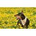Lionet Paws Dog Bandana - Triangular Scarf for All Dog Sizes (Yellow Flower) - Stylish & Durable Headscarf for Pets - Buy Online on GoSupps.com