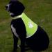Reflective Dog Warning Vest Size L - High Visibility Safety Vest for Dogs with Velcro Fastener - Ideal for Low Light Conditions - Buy Online on GoSupps.com