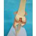 Knee Joint Model for Dogs/Dogs with Strap Animal Joint Skeleton Anatomical for Veterinary Lessons - Buy Online on GoSupps.com