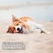 Aniforte Natural Calming for Dogs - 100g Natural Sedative for Stress Relief & Relaxation with Medicinal Plants | Ideal for Fear Travel & New Year's Eve - Buy Online on GoSupps.com