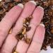 Natural Magic 50g Natural Tiger Eye Jasper Crystal Chips Mini Tumbled s Full of Texture - Buy Online on GoSupps.com