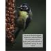 *Special* Peanuts in Shells 200g Premium Safe Wild Bird Food Monkey Nuts Afflotoxin Free Peanut 200 g (Pack of 1) - Buy Online on GoSupps.com