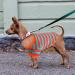 Dog Jumpers Striped Dog Sweater Coral Fleece Chihuahua Jumper Winter Dog Coats Dog Clothes Soft Warm Sweatshirt Pullover Vest Outfit for Cold Weather Apparel for Small Medium Dogs Puppy Cat Pet M M Green - Buy Online on GoSupps.com