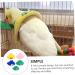FOMIYES 10 pcs - Pet Cone Recovery Cockatoo Ring Pecking Elizabethan for Adjustable Cockatiel 12x9cmx2pcs Assorted Colorx2pcs - Buy Online on GoSupps.com