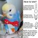 Washable Reusable Bird Diapers 6Pcs Set - Waterproof Inner Layer Flight Suit for Budgie Parakeet Cockatiel - Small Pet Birds Nappy Kit - Buy Online on GoSupps.com
