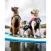 Stunt Puppy Float Doggy Life Jacket - Mango Medium Wide - Best for Safe Water Adventures! - Buy Online on GoSupps.com