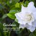 Herb & Root Gardenia Perfume for Women | Single Note Fragrance - Buy Online on GoSupps.com
