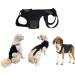 Dog Back Support Ease Discomfort and Aid Healing Supporting Vest for Walking Supportive Dog Back Bracer No Pull Assist Back Support for Dogs Medium - Buy Online on GoSupps.com