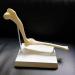 Dog Canine Elbow Joint Model Dog Joints Dog Elbow Normal Large Dog Elbow Joint Ligament Model Educational Tool for Veterinary Study Display Teaching Medical Model - Buy Online on GoSupps.com