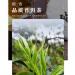 Pu-erh tea 2018 Shangpin 357g Raw - Buy Online on GoSupps.com