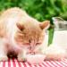 Premium Cat Milk - 200ml x 12 Pieces | Nutritional Treat for Cats | International Shipping Available - Buy Online on GoSupps.com