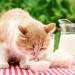 Buy EDEKA Cat Milk 200ml (12 Pack) | Healthy & Nutritious Cat Drink for Happy Pets - International Shipping Available - Buy Online on GoSupps.com