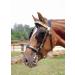 AMKA driving bridle for driving harness head frame headpiece with blinkers and chain on browband Shetty