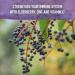 Garden of Life Elderberry Zinc Immune Support Syrup for Adults & Kids 12+, Vitamin C, Sleep Herbs - 6.59 fl oz - Buy Online on GoSupps.com