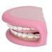 Children's Dental Care Model - Interactive Mouth Doll with 28 Teeth & Toothbrush for Teaching Brushing Skills - Buy Online on GoSupps.com