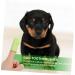 BESPORTBLE 2 Sets Pet Toothbrush Dog Chew Toothbrush Small Dog Toothbrush Dog Chew Brush Dog Toothpaste Pets Pp - Buy Online on GoSupps.com