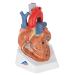 3B Scientific VD253 7 Part Heart Model 7.9-Inchx5.9-Inchx6.7-Inch - Buy Online on GoSupps.com