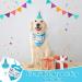 EXPAWLORER Dog Birthday Bandana Set - Cute Hat and Squeaky Cake Toy | Birthday Party Supplies Gift for Small Medium Large Dogs - Buy Online on GoSupps.com