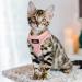 Reflective TwoEar Dog Vest Harness for Small Dogs XXXS - Pink | No-Pull, Breathable Mesh, Easy Control | Ideal for Outdoor Walking and Training - Buy Online on GoSupps.com
