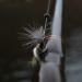 Crucial Tungsten Worm Weight for Bass Fishing | Flipping & Barrel Weight | 1/2 oz B-black - Buy Online on GoSupps.com