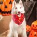 Halloween Dog Hollows - 2 Piece Party Decoration for Dogs & Cats | Pumpkin Spider Web Bats | Perfect for Small to Large Pets - Buy Online on GoSupps.com