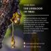 Resin (Myrrha) Essential Oil Roll-On Blend by Aromafume | 10ml / 0.33 fl oz | Made with Commiphora Myrrha Extracts | Ideal for Aromatherapy Meditation Spiritual Wellness | Non-Toxic | Resin Incense - Buy Online on GoSupps.com