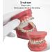 Dental Model Dentist Orthodontic Teeth Demonstration Model Orthodontic Dental Model with Ceramic Brackets and Metal Bracket for Learning Teaching Research - Buy Online on GoSupps.com