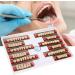 Domigard Resin Tooth - High-Quality Fake Dental Teeth for Dentists | International Shipping Available - Buy Online on GoSupps.com