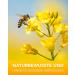Nordbienchen Propolis Tincture 20% - 50ml Bees Propolis Extract Drops | Premium Beekeeping Quality - Buy Online on GoSupps.com