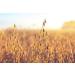 Organic Oat Groats 3 lbs - Non-GMO, Raw, Vegan | Rich in Protein, Fiber, Copper & Manganese - Buy Online on GoSupps.com