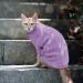 Winter Warm Knitting Wool Dog Sweater & Coat for Small & Medium Breeds - Perfect for Teddy Chihuahua Shiba Inu Bulldog - Purple - Buy Online on GoSupps.com