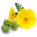 Greenfood Tribulus 1000 mg high-dose extract 100 tablets. No artificial additives. No genetic engineering. Vegan. - Buy Online on GoSupps.com