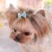 WVRLY 15Pcs Puppy Dog Hair Bow with Alligator Clips Pet Hair Bows Pet Grooming Hairpin Kitten Bow Barrettes Small Dogs Bowknot Hair Clip for Puppies Cats and Other Small Pets - Buy Online on GoSupps.com