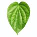 100PCS Fresh Betel Leaf Paan Piper Betel leaves 100 PCS