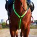 Shop Dowoa LED Horse Harness - Robust Safety Equipment for Best Visibility & Comfort (Blue-2) - Buy Online on GoSupps.com