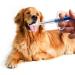 Nuoshen 2 Pieces Tablet Feeder for Cats & Small Dogs | Medication Pusher Syringe | International Shipping Available - Buy Online on GoSupps.com
