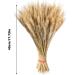 Dried Wheat Sheaves Stalks 100Pcs Natural Wheat Bouquet Artificial Elegant Dried Wheat Flowers Long Lasting Dried Wheat Sheaves Bundle Dried Wheat Sheaves Stalks for Fall Flowers Arrangement - Buy Online on GoSupps.com