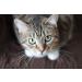Premium Urinary Tract Infection Support for Cats - 3 Bottles of Chews (270 Treats) - Advanced UTI Relief & Prevention - Buy Online on GoSupps.com