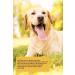 Canimove Immune Maxi Savings Package - 300 Capsules for Dog Immune Support | CAD SLO IBD Relief - Buy Online on GoSupps.com