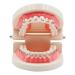 Orthodontic Treatment Model | Standard Teaching Tool for Metal Brackets | Educational Demonstration for Students - Buy Online on GoSupps.com