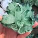 Natural Crystal Rough 300-400G Hot Weather Crystal Cluster Made from Chrysanthemum Green Processing ZJGIDTEM - Buy Online on GoSupps.com