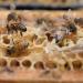 Meden Pure Raw Honey - Wild Flowers - Unheated Unpasteurized Living Natural Honey (900g) - Buy Online on GoSupps.com